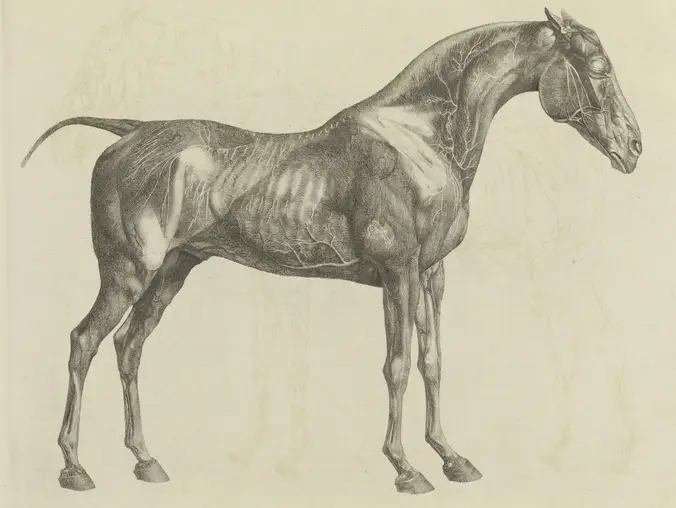 The 'Canon Hippique': A Method for Drawing Horses with Anatomical Precision