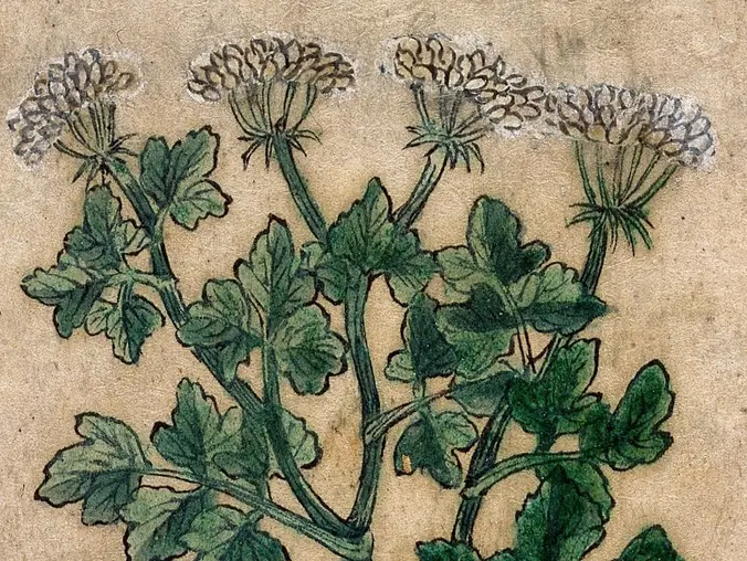 The World in a Book: How a 17th-Century Herbal Tamed a Botanical Revolution