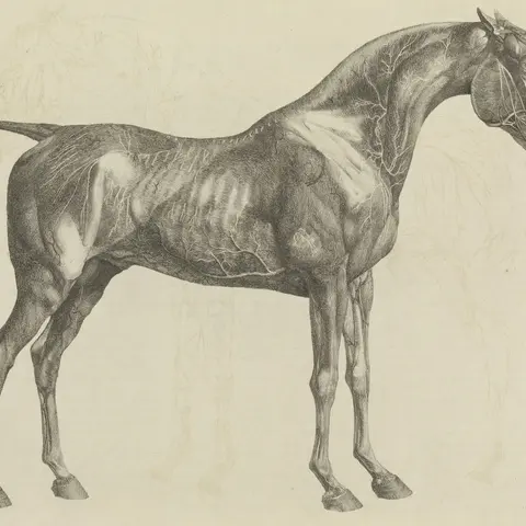 The 'Canon Hippique': A Method for Drawing Horses with Anatomical Precision
