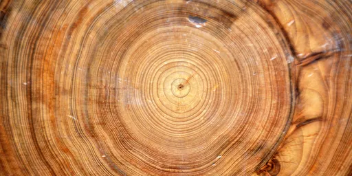 Dendrochronology