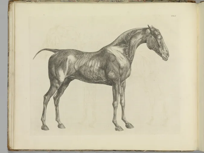 The 'Canon Hippique': A Method for Drawing Horses with Anatomical Precision