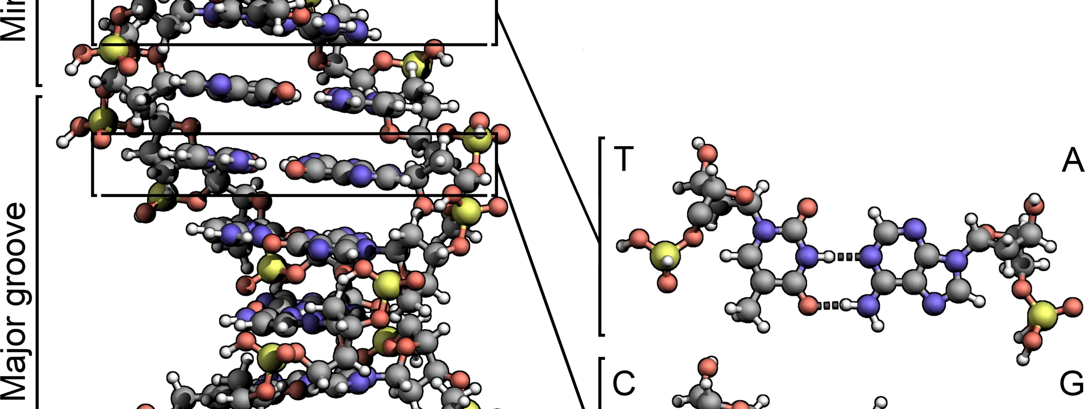 DNA double helix structure — synthetic DNA markers physically link artworks to tamper-resistant digital records