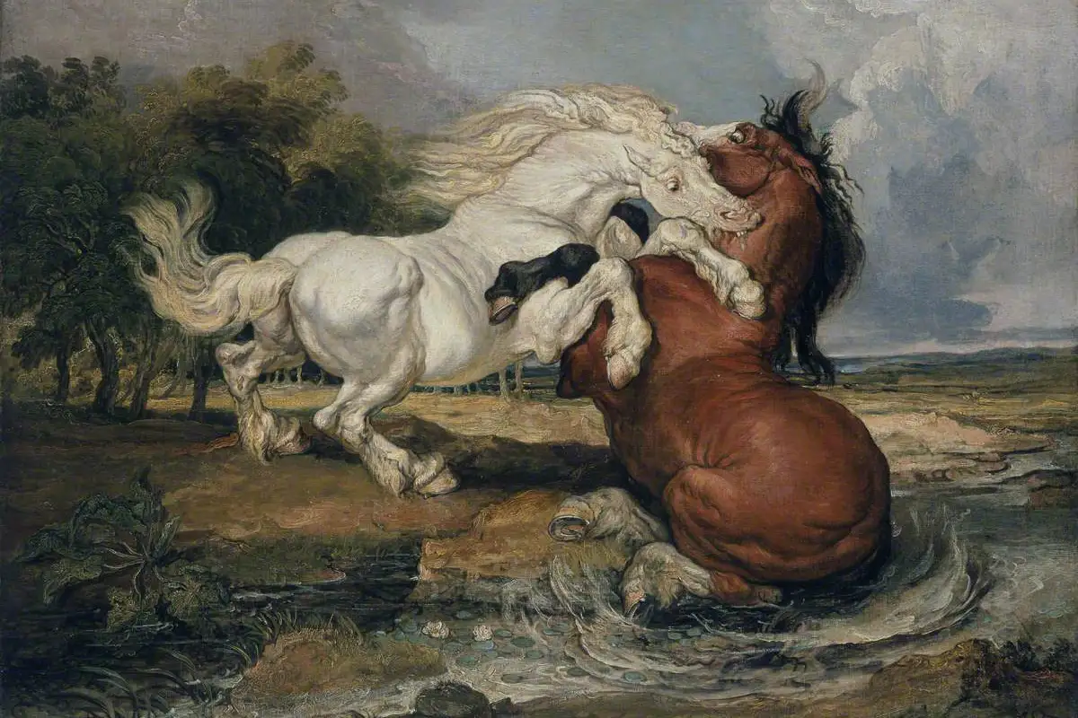 Fighting Horses