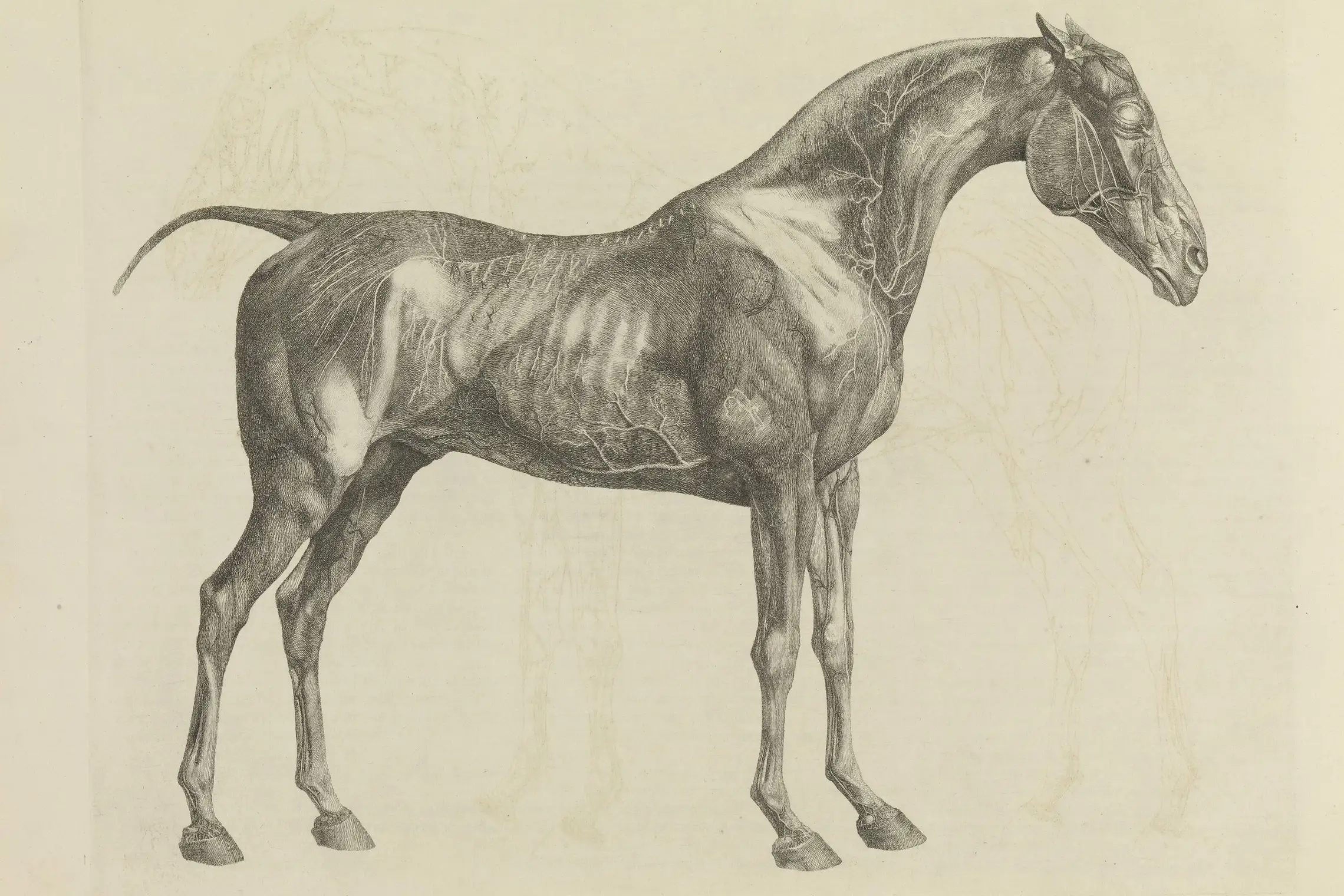 Cropped - The Anatomy of the Horse, including a particular description of the bones, cartilages, muscles, fascias, ligaments, nerves, arteries, veins, and glands