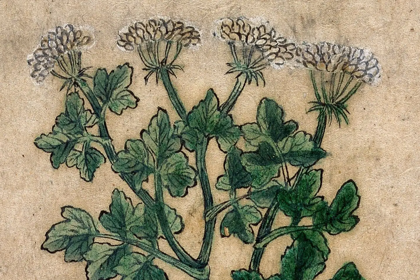 Cropped - Japanese Herbal, 17th century