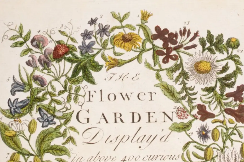 Cropped - The Flower-Garden Display'd, In Above Four Hundred Curious Representations Of the Most Beautiful Flowers; Regularly Dispos'd in the Respective Months of Their Bloom