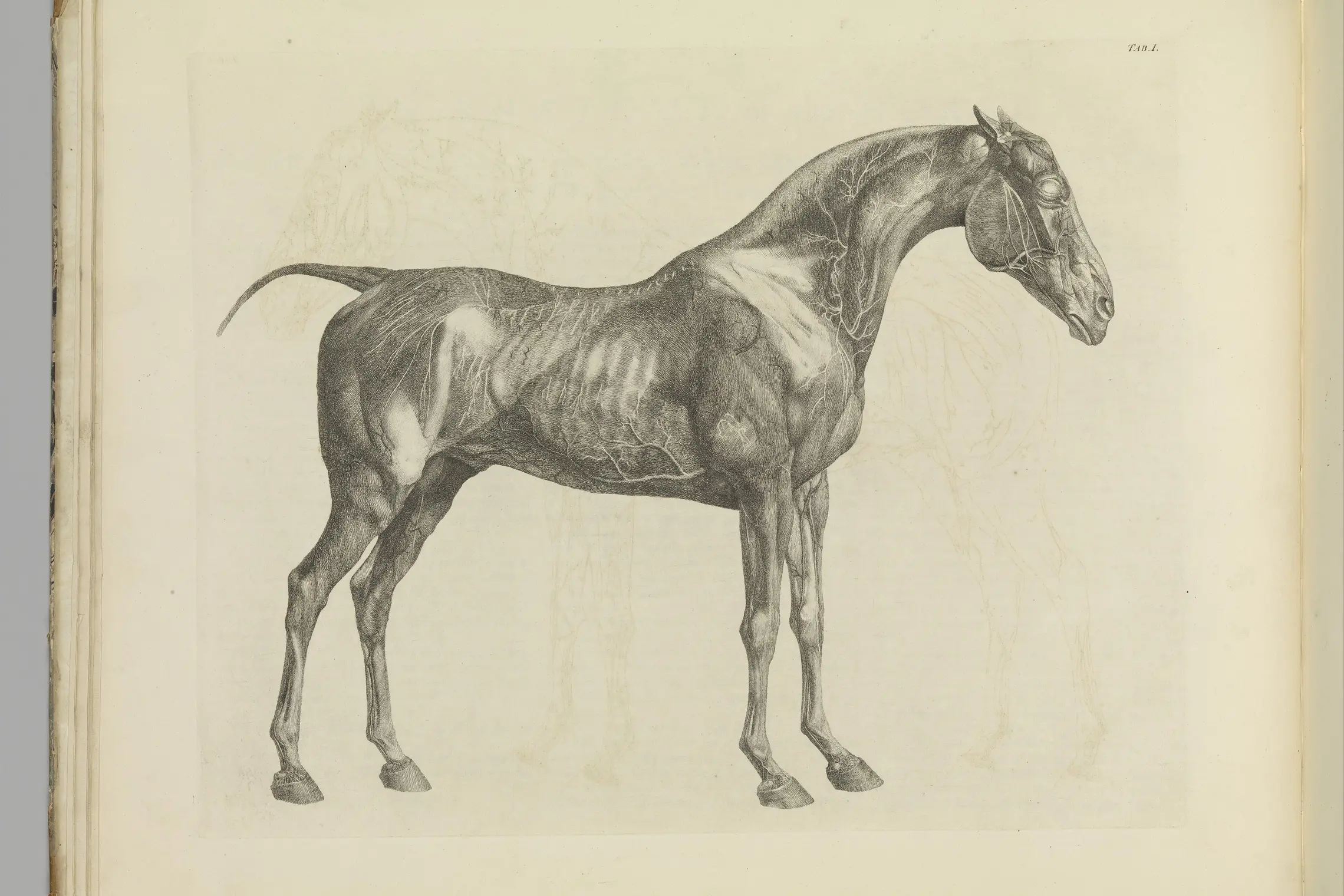 The Anatomy of the Horse, including a particular description of the bones, cartilages, muscles, fascias, ligaments, nerves, arteries, veins, and glands