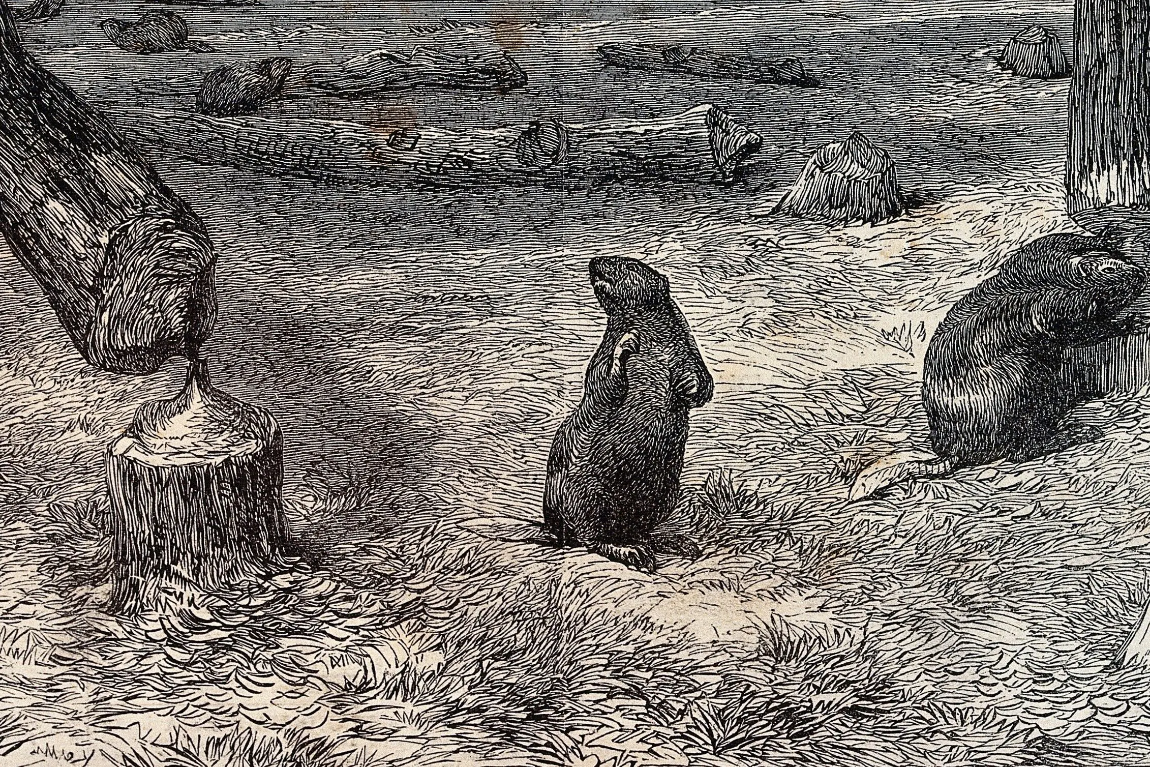 Cropped - Two beavers felling trees by knawing at the trunks. Wood eng