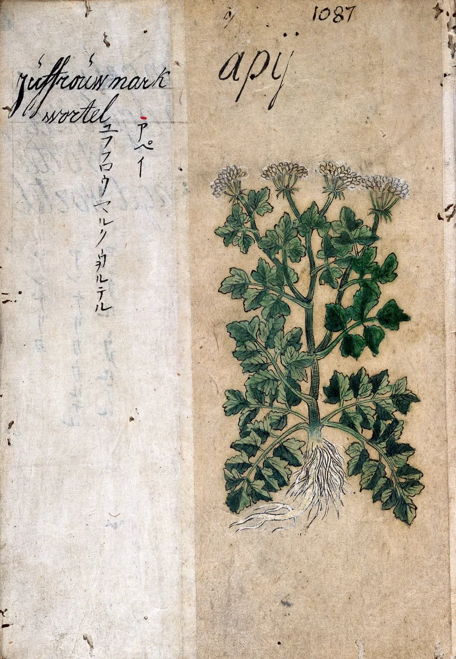 A 17th-century Japanese herbal containing drawings of European plants.