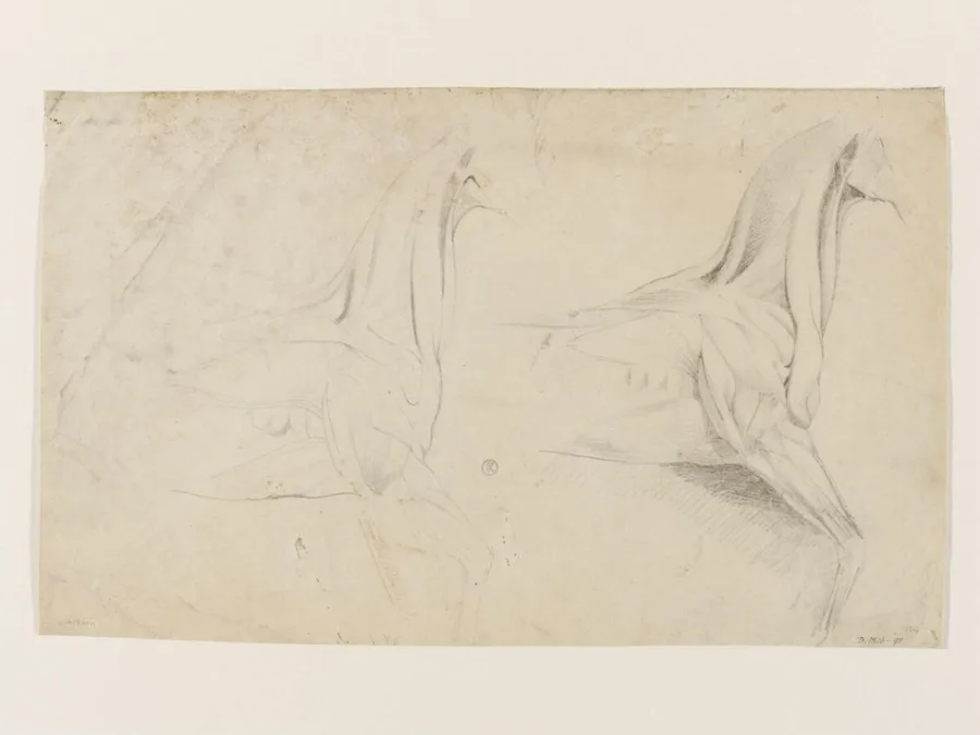 Ecorché study of a horse