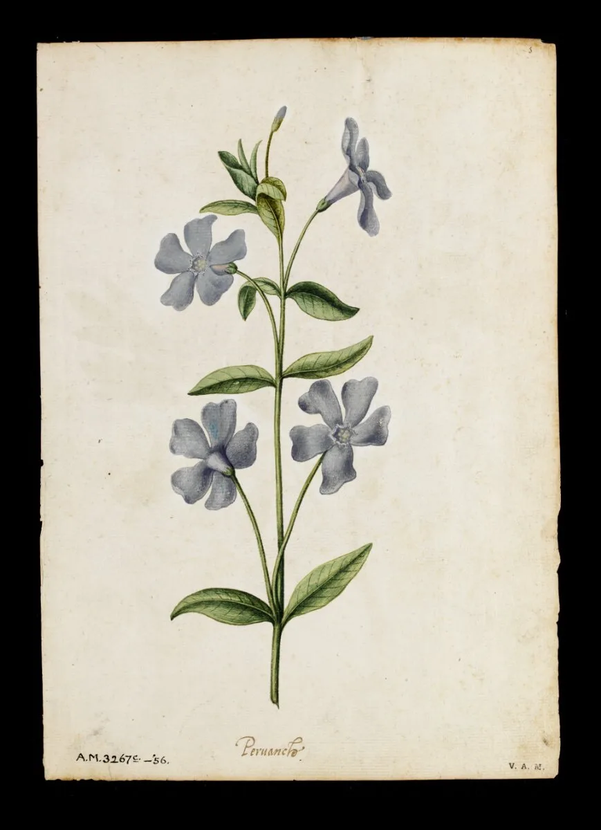 Periwinkle; Peony