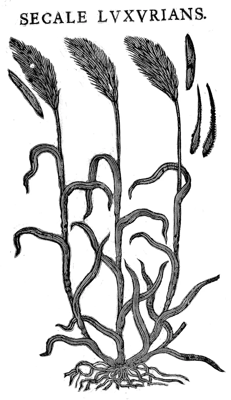 First illustration of rye infected by ergot